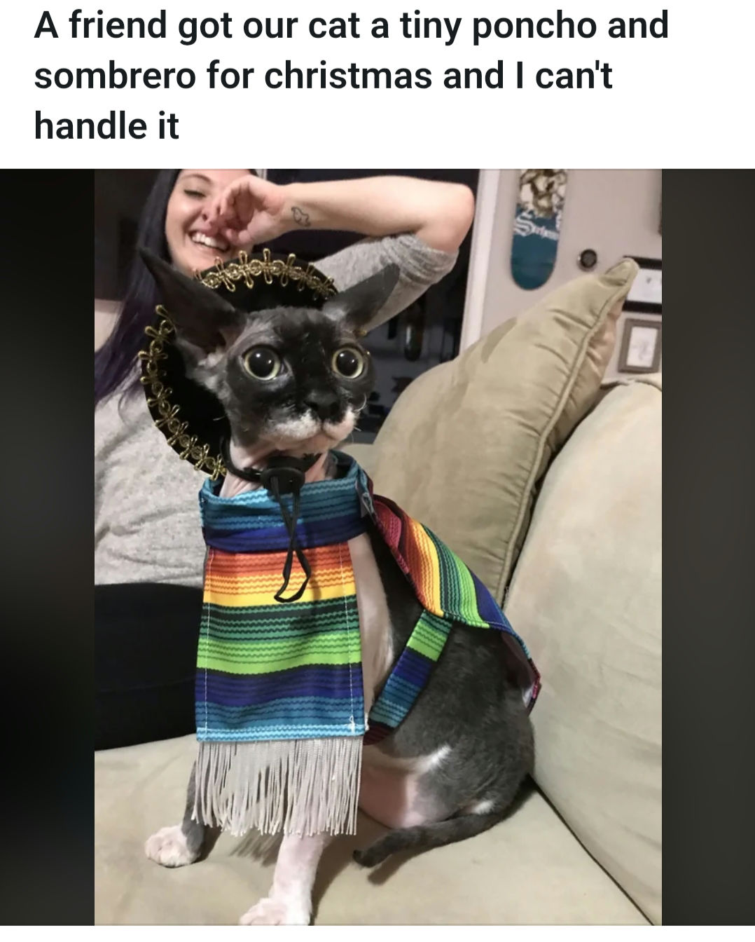 Original Reddit cat in poncho and sombrero reference